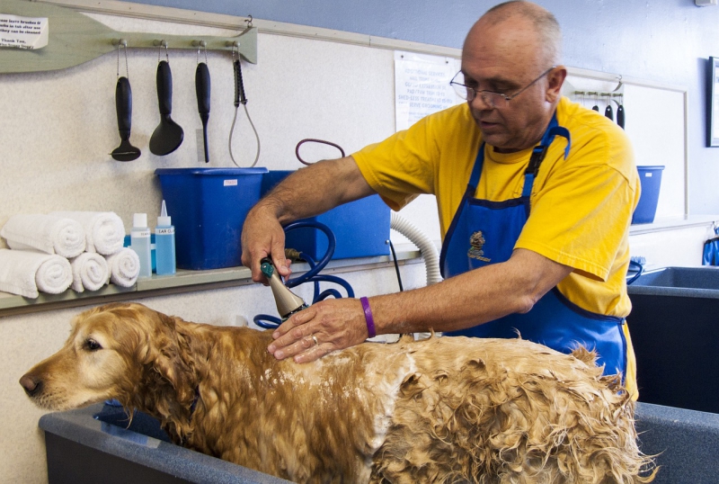 toiletteur-FORCALQUEIRET-min_dog-bath-682169_1280